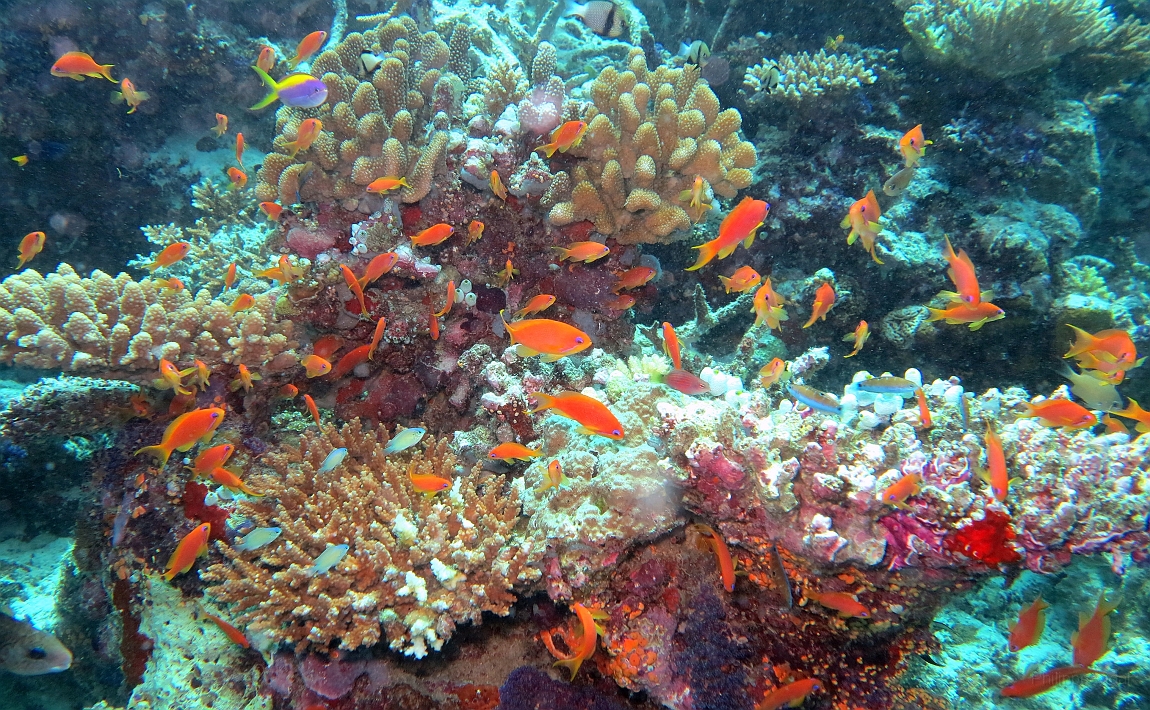 IMG_0863rf_Maldives_Madoogali_Plongee 9_House reef north_Barbiers rouges a queue de lyre_Pseudanthias Squamipinnis.jpg